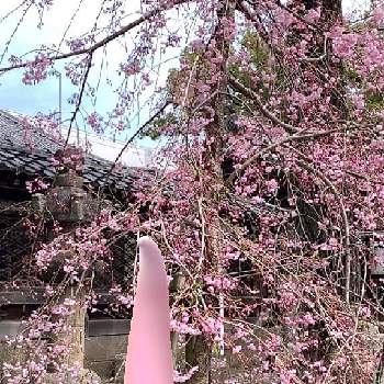 枝垂れ梅の画像 by tsukumonasuさん | 枝垂れ梅と那古野神社