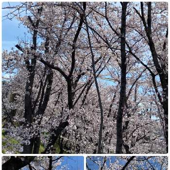 淡いピンク色の画像 by NAOさん | お出かけ先とサクラと可愛い❤と淡いピンク色と春を感じる景色と桜フォトコン2022