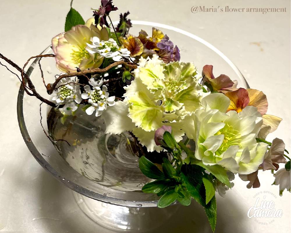 イベリスの投稿画像 By マリアさん クリスマスローズとハボタンとパンジーと部屋とmy Garden とiphone13とノンフィルターとb型と庭の植物とクリスマスローズ22年とi Love Plants と春が来た と12月生まれ と植え中毒と花のある暮らしとgreen Loveとmy Garden と