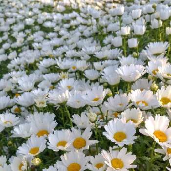 スノーポールの画像 by がっちゃんさん | お出かけ先とスノーポールと花の都市 福岡の花フォトコン