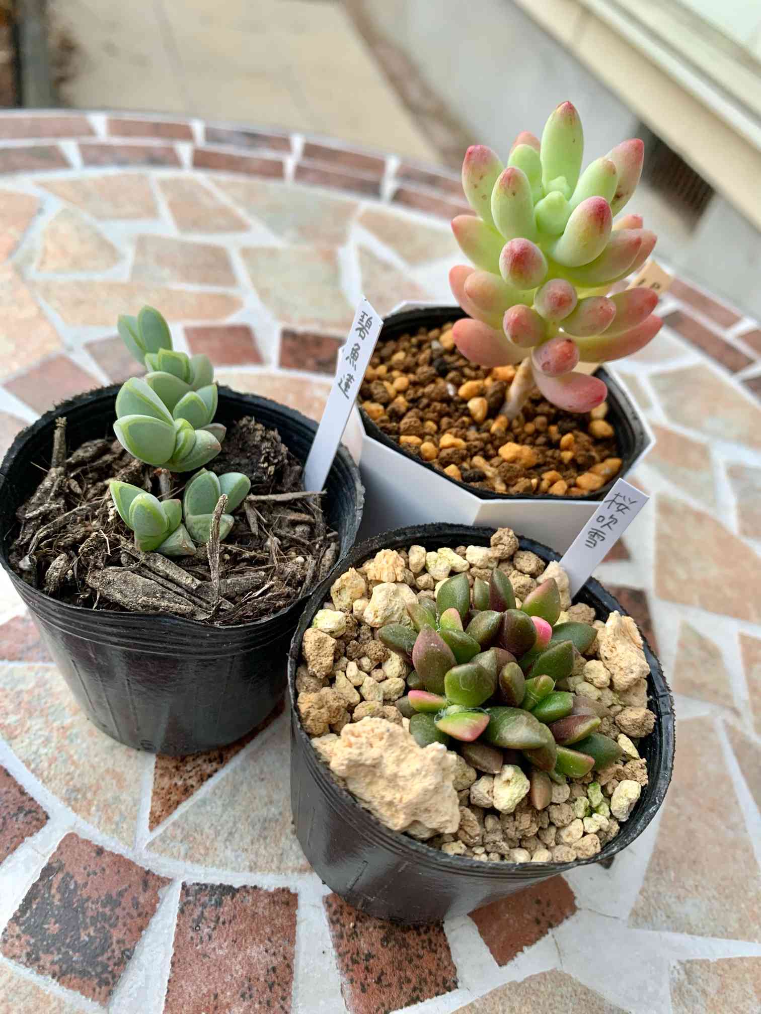 1000円set‼️多肉植物♡寄植えset♡ - 植物/観葉植物