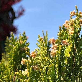 コノテガシワの花 の投稿画像一覧 Greensnap グリーンスナップ