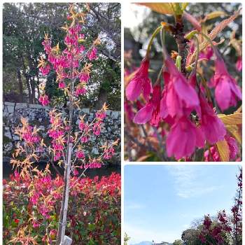 寒緋桜の画像 by まあちゃんさん | カンヒザクラと寒緋桜と金亀公園と散歩