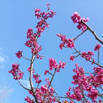 寒緋桜の画像 by ミキさん | お出かけ先とカンヒザクラと寒緋桜とピンクの花と春のお花と愛甲郡 宮ヶ瀬と宮ヶ瀬