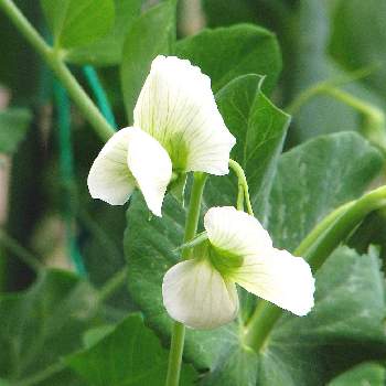 エンドウマメ豆の花の投稿画像一覧 Greensnap グリーンスナップ