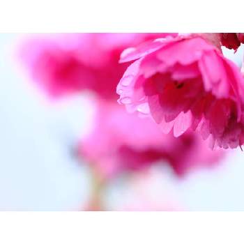 寒緋桜の画像 by センニンさん | 広い庭と寒緋桜