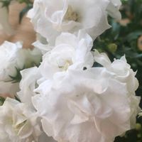 カンパヌラ,真っ白,小さなお花,オキザリス愛好家,棚の画像