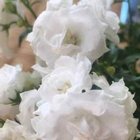 カンパヌラ,真っ白,小さなお花,オキザリス愛好家,棚の画像