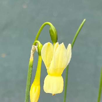 原種スイセンの投稿画像一覧 Greensnap グリーンスナップ