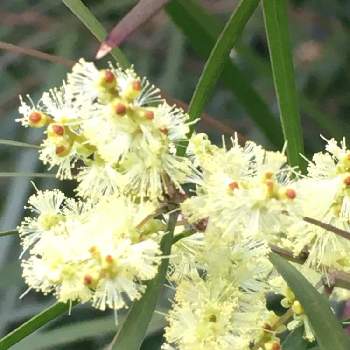 謎の花の投稿画像一覧 Greensnap グリーンスナップ