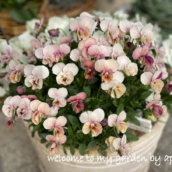 ココの夢の投稿画像一覧 Greensnap グリーンスナップ