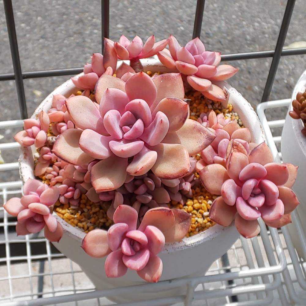 101 デビーの生長記録 Vol.2 2022.06.02更新｜🍀GreenSnap（グリーン