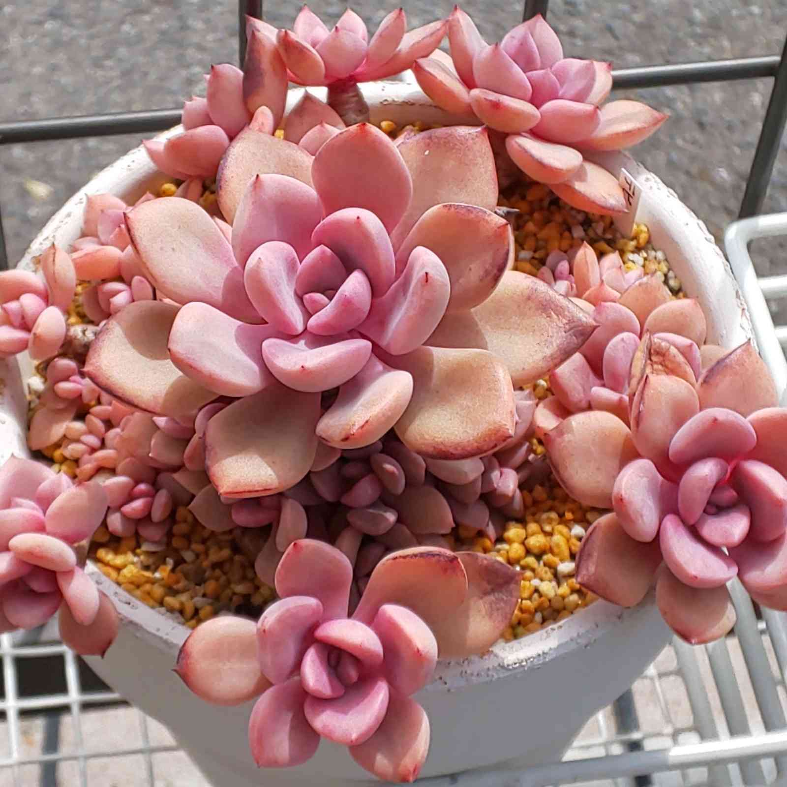 1648907780465_871064_20220402_