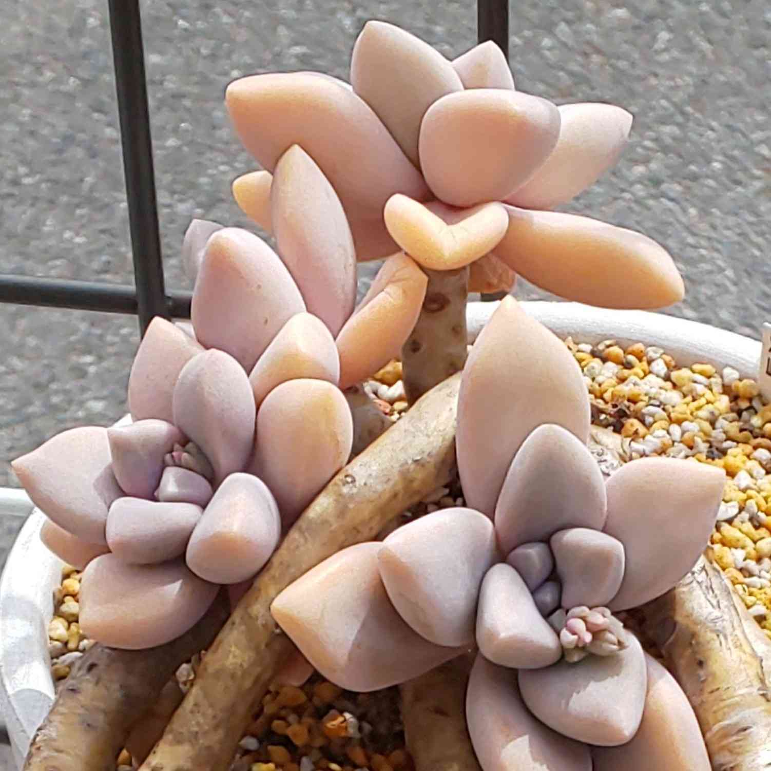 1648908329172_536140_20220402_