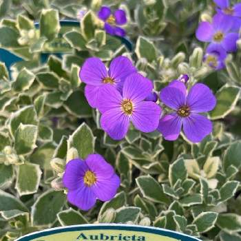 オーブリエチア バリエガータ ラピスの画像 by AOAさん | 小さな庭とオーブリエチア バリエガータ ラピスとお花大好き♡とお気に入り♡と紫色の花とおうち園芸と可愛すぎる♡と花のある暮らしとかわいいな♡