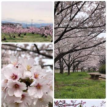 桃の花☆の画像 by Flowerさん | お出かけ先と公園の桜とありがとう♡と寄り添ってとご安全にーとおうち園芸とかわぃぃ。と最後まで大切に…と大切な人に…と桃の花☆と大人ラブリーと春色とべっぴんさん♪