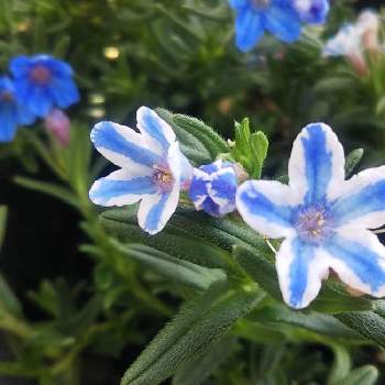 左利き同盟の画像 by 南の風さん | 小さな庭とミヤマホタルカズラとスマホ撮影とムラサキ科と青い花と花のある暮らしと青い花マニアとかわいい花と左利き同盟