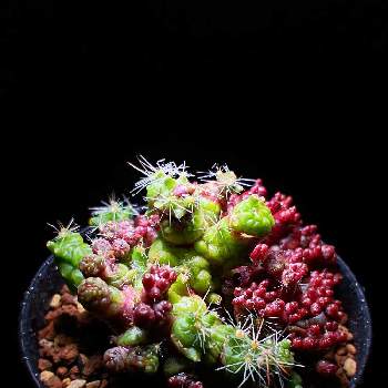 モンスト モンストローサ 石化 の投稿画像一覧 Greensnap グリーンスナップ