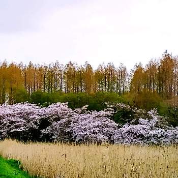 都立水元公園の画像 by m＆oさん | お出かけ先と朝の散歩道と都立水元公園と桜とメタセコイアと以前の写真を