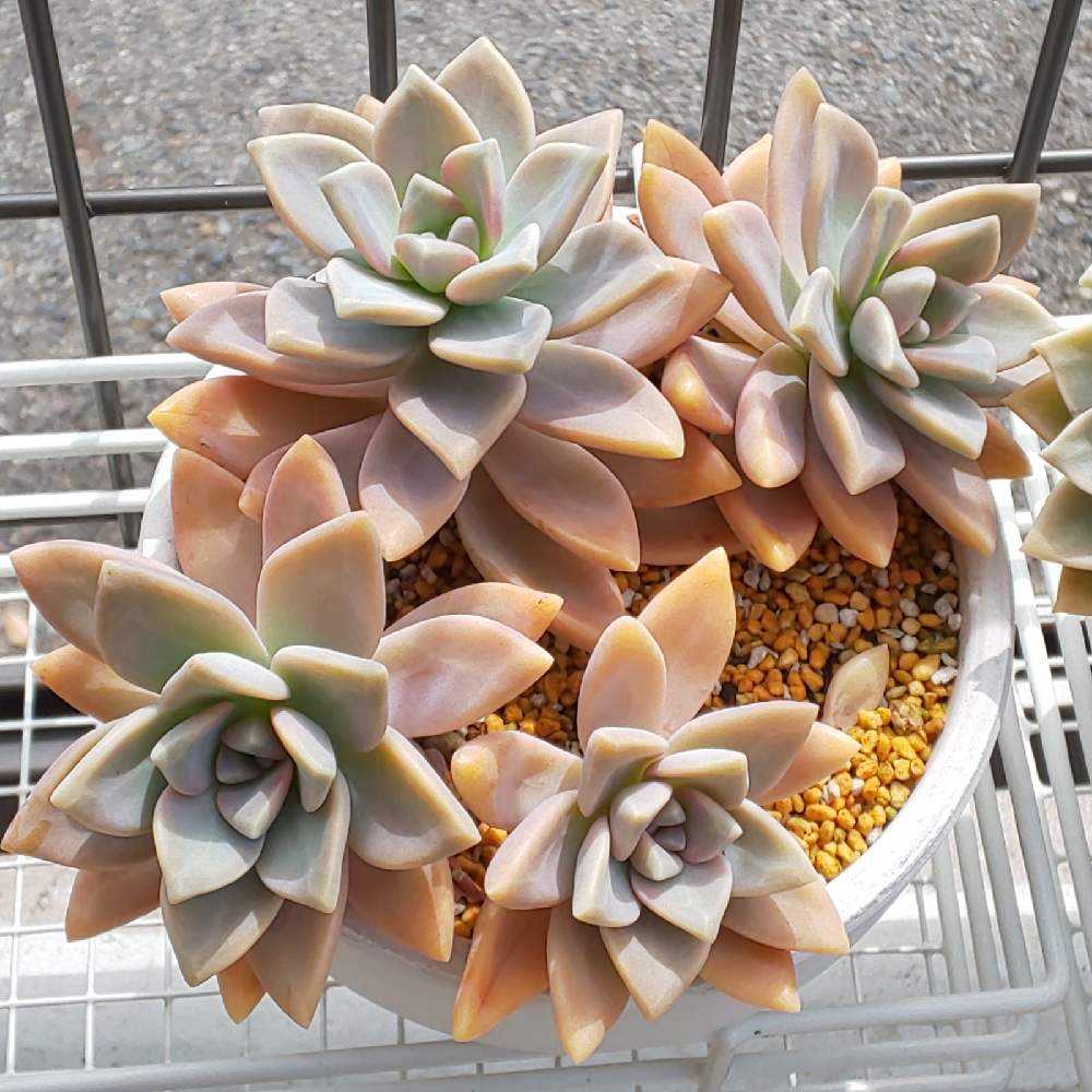 ❀207 桜牡丹の生長記録 2022.06.02更新｜🍀GreenSnap（グリーンスナップ）