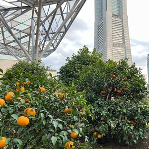 夏みかん,屋上庭園,横浜,みなとみらい,マークイズみなとみらいの画像