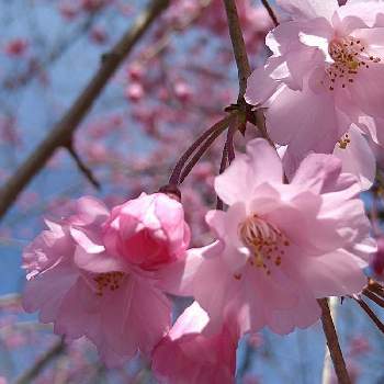 垂れ桜の画像 by flowerloveさん | お出かけ先とシダレザクラとサクラと垂れ桜とシダレザクラ( 枝垂桜)とピンク色の垂れ桜としだれざくら、とシダレザクラ。