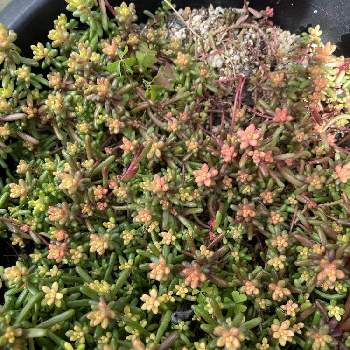 花散らしの雨の投稿画像一覧 Greensnap グリーンスナップ