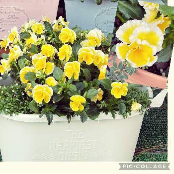 エッグタルトの画像 by まささん | 小さな庭とサトウ園芸さんと＃春と癒しと大好きなお花と可愛いとエッグタルトと楽しみ♪