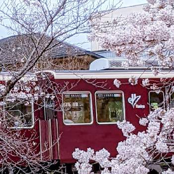 線路沿いの画像 by 風船カズラさん | お出かけ先とさくら 桜 サクラと❤️桜リレー♬とウォーキングと桜の花♡と線路沿いとさくら