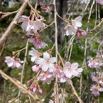 枝垂れ桜♡の画像 by kazenobukoさん | お出かけ先と可愛い～( ´艸｀)♡とサクラサクと枝垂れ桜♡と長瀞サクラ