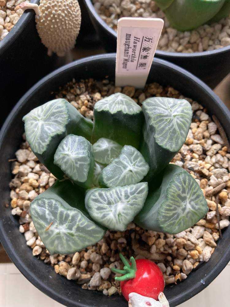 害虫処理 ハオルチア 万象 Greensnap グリーンスナップ 害虫処理 ハオルチア 万象 Greensnap グリーンスナップ