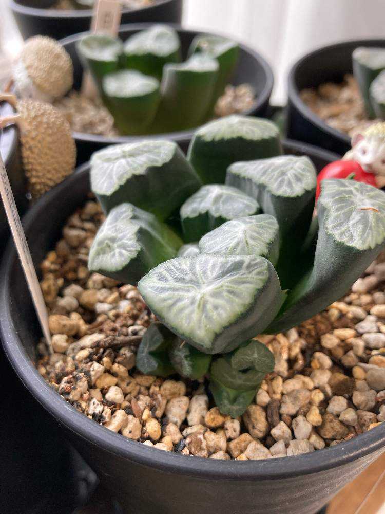 害虫処理 ハオルチア 万象 Greensnap グリーンスナップ 害虫処理 ハオルチア 万象 Greensnap グリーンスナップ