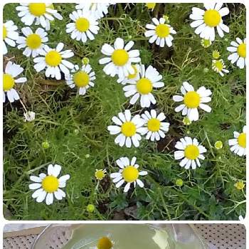 カモミールの花の画像 by ともこさん | 小さな庭とハーブティーとカモミールティーとカモミールの花とガーデニングと花のある暮らし