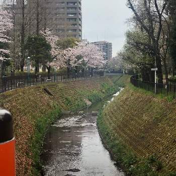 緑の暮らしの画像 by Mさん | ソメイヨシノと優しい春の日差しを受けと癒しの場所✨と公園散策と緑の暮らしと愛犬のお散歩