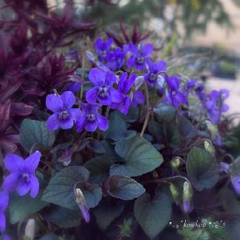 黒葉スミレ ラブラドリカの画像 by けろけろさん | 小さな庭と黒葉スミレとビオラ　ラブラドリカと鉢植えと元気に育ってます♪と紫色の花と黒葉スミレ ラブラドリカ