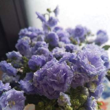 幸せの青いお花の画像 by じゅんさん | 窓辺と2019同期とチームブルーNO.076とビューティフルサンデーと医療関係者に感謝と青い春の花マニアとウキウキわくわく♪と青い小さな花マニアとコロナに負けるな！と楽しく元気に頑張ろうと幸せの青いお花と世界に平和をとしあわせ運べるようにといつも心に太陽をと今日も一日お元気でと青い花マニアとチーム・ブルーと(祝)青い花マニア30000picとPONちゃん春ですょ♬