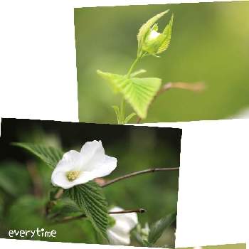 純白の花の画像 by everytime さん | 花と蕾と種とお花が楽しみと自然の楽しさと癒やされてと自然の癒しと純白の花