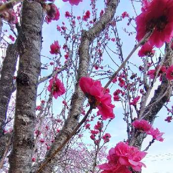 今私ができることの画像 by 夢遊歩人ꕤTOTOROGAOꕤさん | お出かけ先とヤマブキ（山吹）と枝垂れ桜とはなもも(花桃)とyu ＆ゆうクラブと最愛の友へ届けと空が好き♪と花と暮らすと里山散歩と太陽の下でとお散歩写真といつも心に太陽をと❤️さくらリレー♬と桜(さくら)リレーと素敵な日曜日とピンクワールドへ ようこそと平和を願う☆と明日はきっと良い日になると武器よ　さらばꕤと＃花友と＃花が好きと写真好きと今私ができることと雲仲間