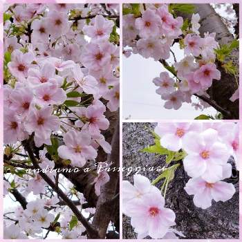 ㊗️こぺんちゃん90picの画像 by くまるさん | お出かけ先とさくら サクラ 桜とみんな元気で！とピンク！ピンク！ピンク！とNo  more warとウキウキわくわく♪と楽しく元気に頑張ろうと㊗️こぺんちゃん90picとゆるくたのしくと桜(さくら)リレーとピンクワールドへ ようこそと❤️桜リレー♬と平和を願うとPONちゃん春ですょ♬と繋がりに感謝✨と多様性を愛する会