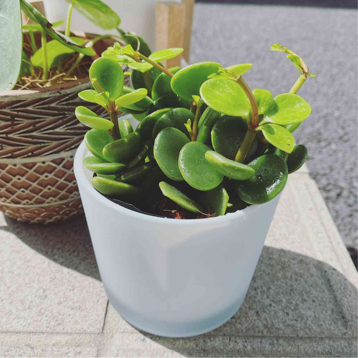 ペペロミア ホープ｜🍀GreenSnap（グリーンスナップ）