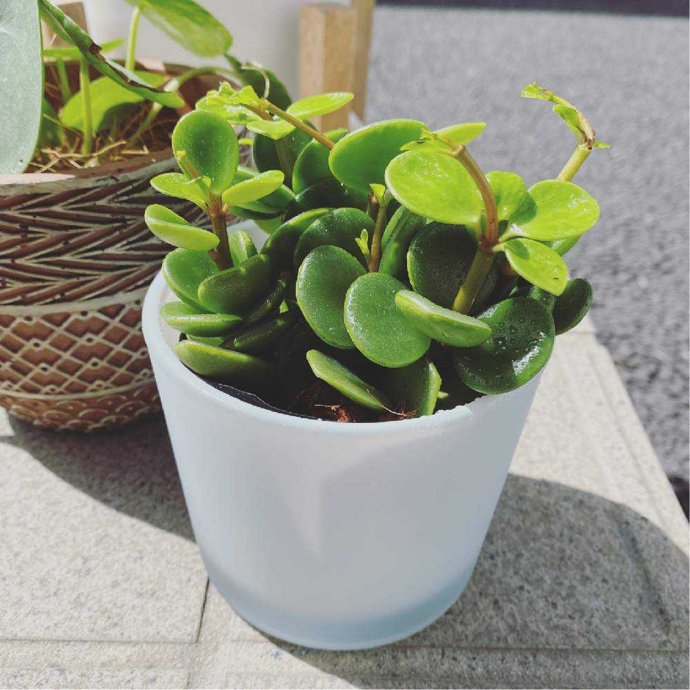 ❣️厳選❣️希少黄色❣️ペペロミア　ホープ❣️良質❣️大鉢❣️観葉植物❣️ 楽天市場】観葉植物 cot ペペロミア ホープ 3.5号鉢 観葉植物 小型