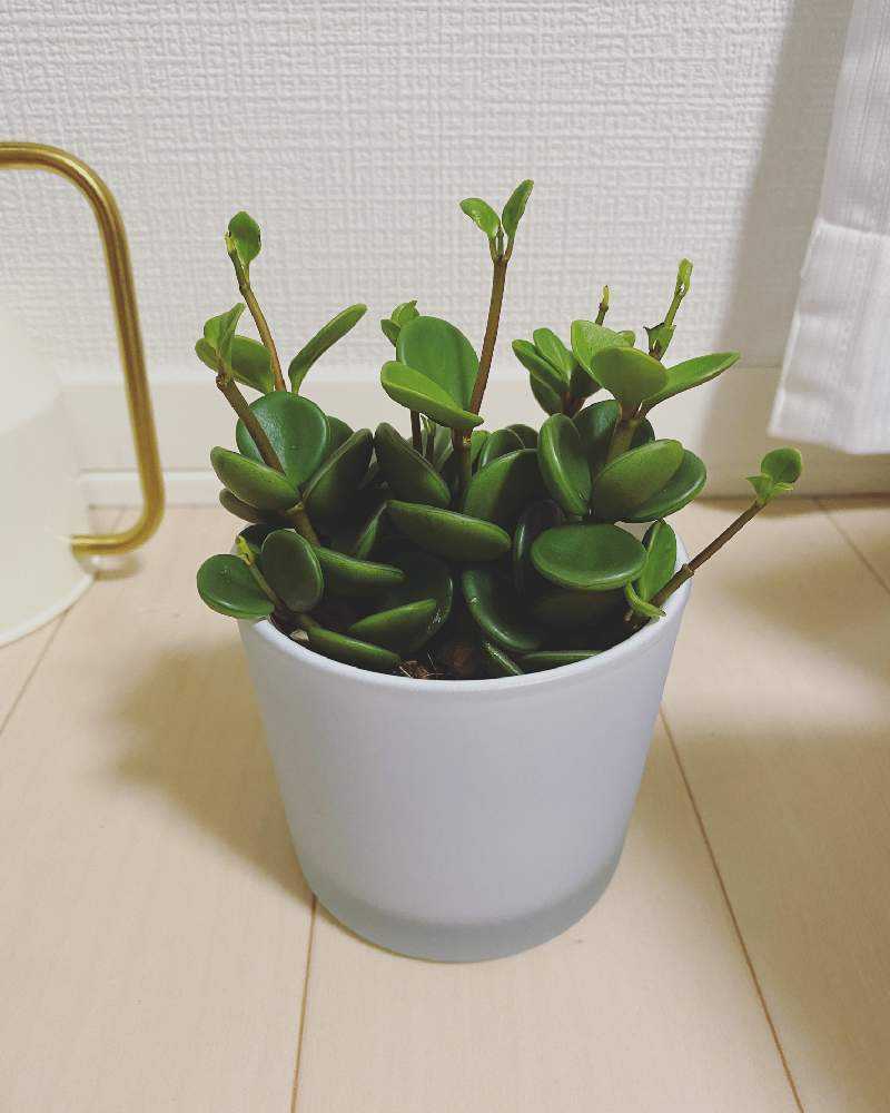 ペペロミア ホープ｜🍀GreenSnap（グリーンスナップ）