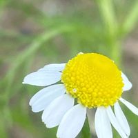 カモミール,ハーブ,花壇,ガーデニング,山野草の画像