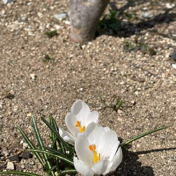 クロッカスの花の画像 by 花の名前が知りたいさん | 白い花と春のお花とクロッカスの花