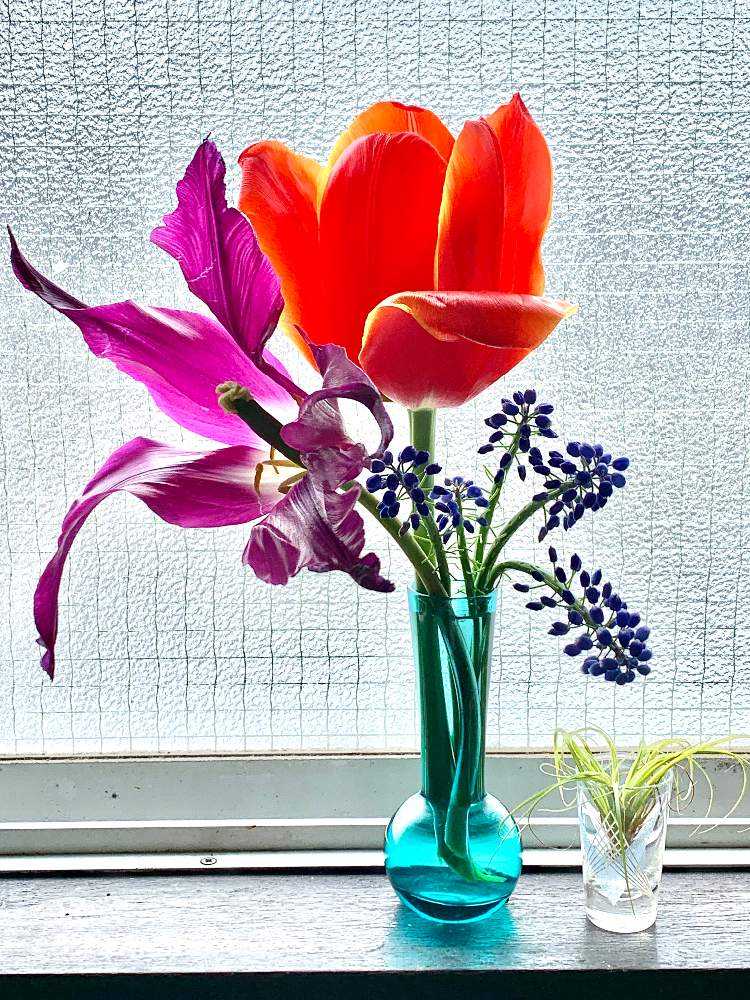 ビオラ チューリップ ムスカリのダブルデッカーに挑戦 Greensnap グリーンスナップ