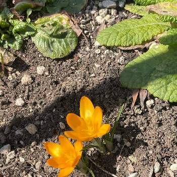 クロッカスの花の画像 by サリーワンさん | 小さな庭とクロッカスとクロッカスの花とクロッカス♡
