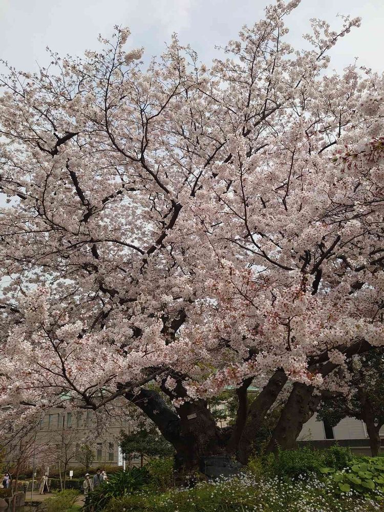 トリトンさんの港の見える丘公園への投稿