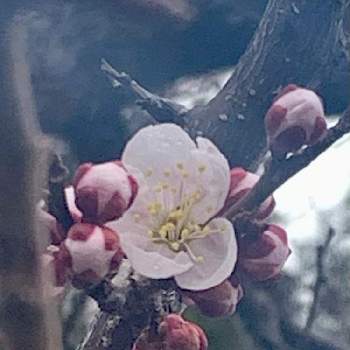  梅の花の画像 by 月うさぎさん | お出かけ先と 梅の花と寒の戻りと信州の春とImagine♫と春リレー♫