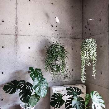 垂れる植物の画像 by olivettilettera22さん | 壁/天井とディスキディア・エメラルドとモンステラとリプサリスとインドアグリーンと観葉植物と植物男子とグリーンのある暮らしとグリーンインテリアとインテリアと植物とリビングと観葉植物のある暮らしと垂れる植物とインテリアグリーン