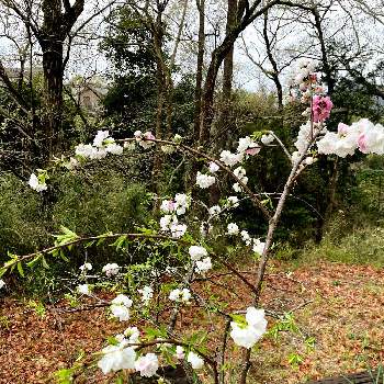 枝垂れ桃の画像 by お花好きさん | 広い庭と枝垂れ桃